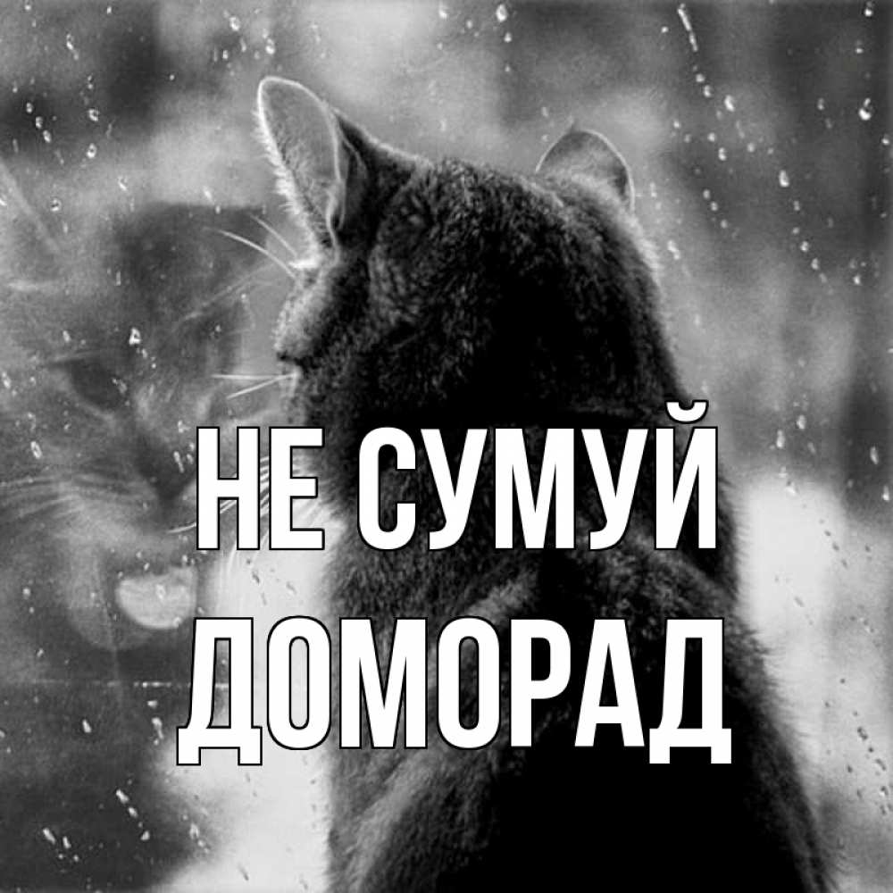 Открытка на каждый день з підписом, Доморад Не сумуй отражение кота 1 Прикольна листівка з побажанням онлайн скачати безкоштовно 
