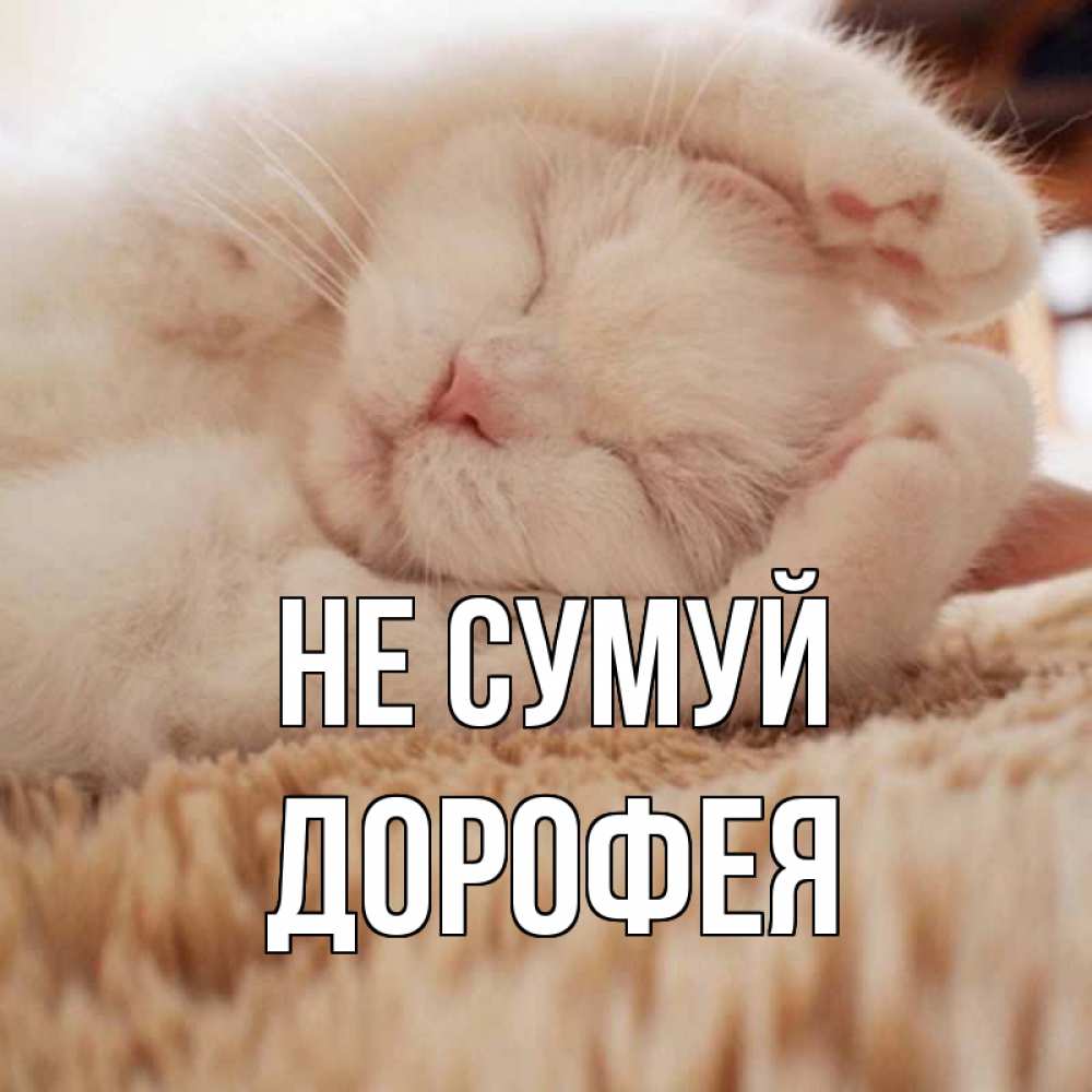 Открытка на каждый день з підписом, Дорофея Не сумуй белый кот Прикольна листівка з побажанням онлайн скачати безкоштовно 