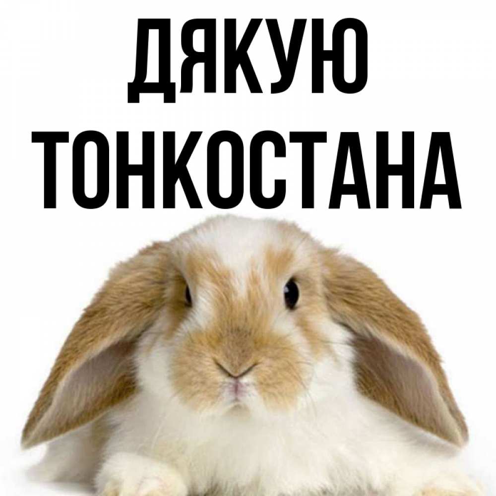 Открытка на каждый день з підписом, Тонкостана Дякую коричнево белый заяц Прикольна листівка з побажанням онлайн скачати безкоштовно 