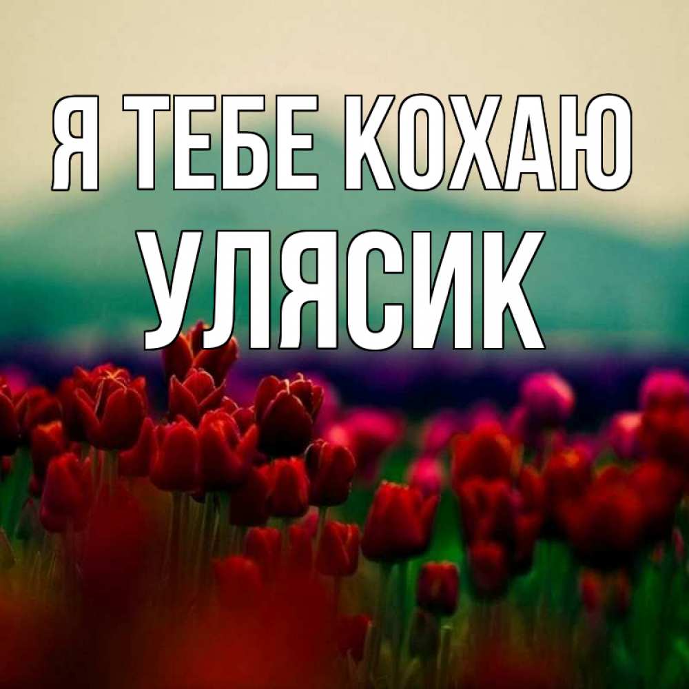 Открытка на каждый день з підписом, Улясик Я тебе кохаю тюльпаны 4 Прикольна листівка з побажанням онлайн скачати безкоштовно 