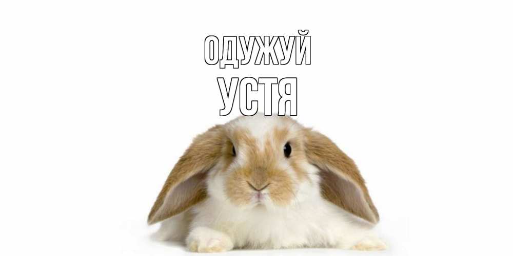 Открытка на каждый день з підписом, Устя Одужуй вислоухий кролик белого и коричневого цвета Прикольна листівка з побажанням онлайн скачати безкоштовно 