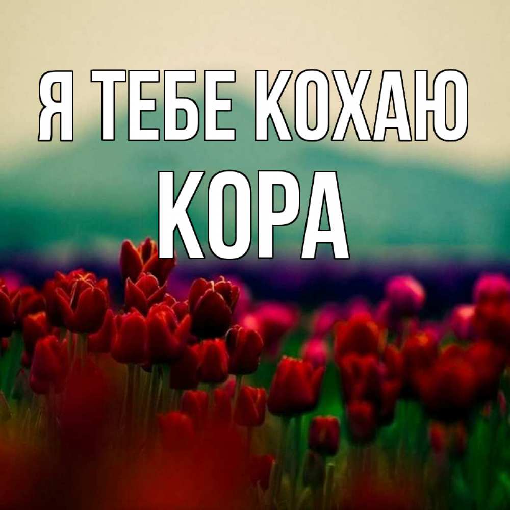 Открытка на каждый день з підписом, Кора Я тебе кохаю тюльпаны 4 Прикольна листівка з побажанням онлайн скачати безкоштовно 