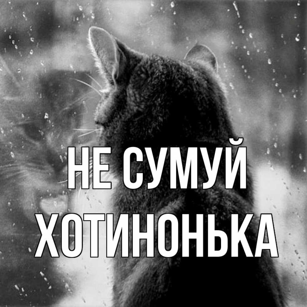 Открытка на каждый день з підписом, Хотинонька Не сумуй отражение кота 1 Прикольна листівка з побажанням онлайн скачати безкоштовно 