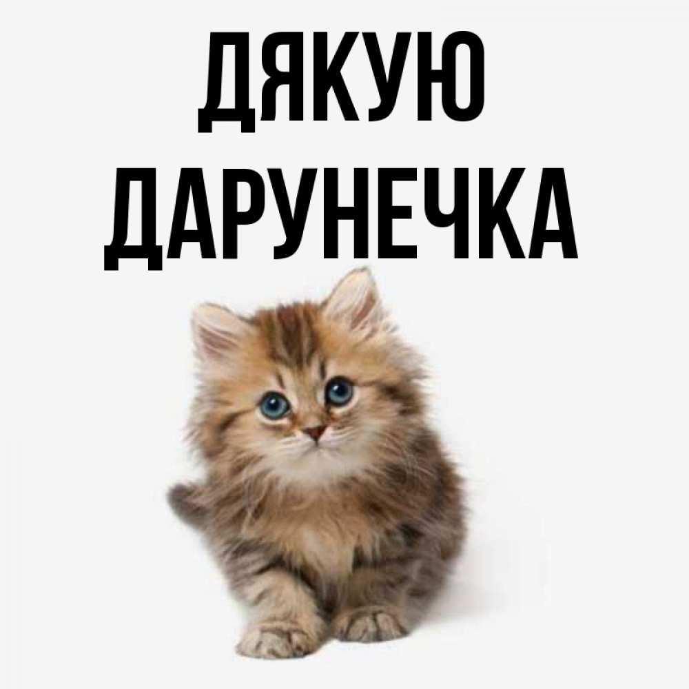Открытка на каждый день з підписом, Дарунечка Дякую пушистый котик Прикольна листівка з побажанням онлайн скачати безкоштовно 
