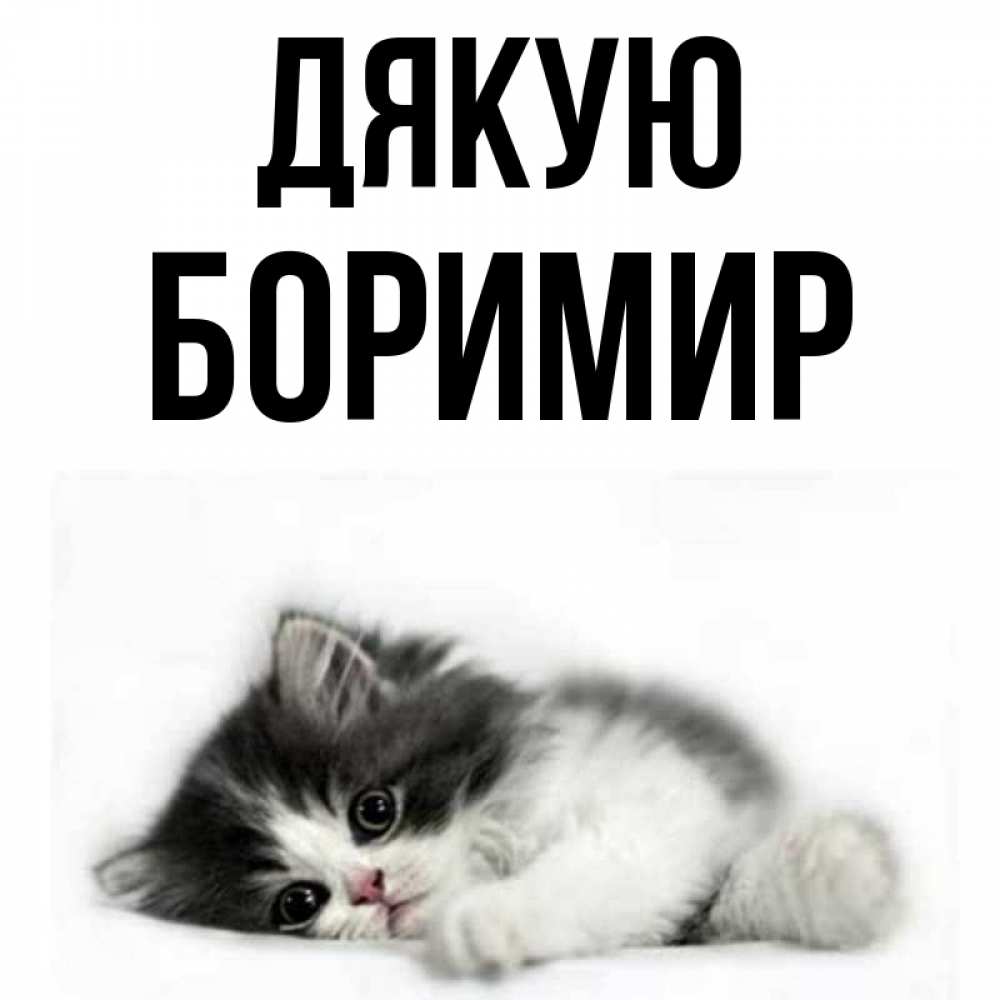 Открытка на каждый день з підписом, Боримир Дякую черный и белый кот Прикольна листівка з побажанням онлайн скачати безкоштовно 