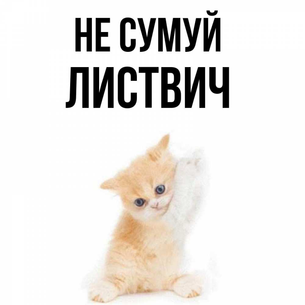 Открытка на каждый день з підписом, Листвич Не сумуй просящий кот Прикольна листівка з побажанням онлайн скачати безкоштовно 