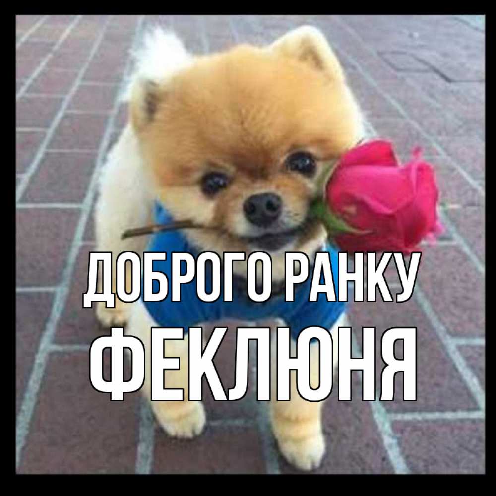 Открытка на каждый день з підписом, Феклюня Доброго ранку роза в зубах Прикольна листівка з побажанням онлайн скачати безкоштовно 