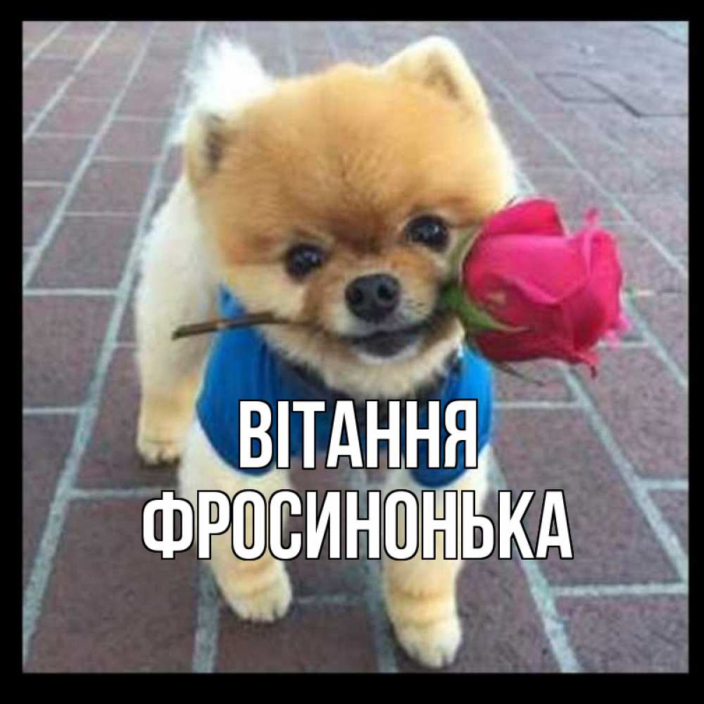 Открытка на каждый день з підписом, Фросинонька Вітання роза в зубах у собаки Прикольна листівка з побажанням онлайн скачати безкоштовно 