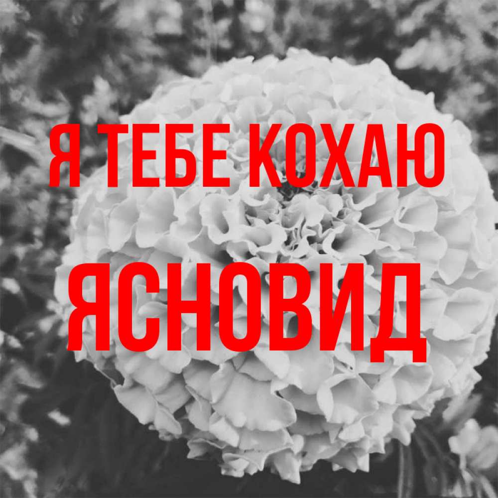 Открытка на каждый день з підписом, Ясновид Я тебе кохаю подпись Прикольна листівка з побажанням онлайн скачати безкоштовно 
