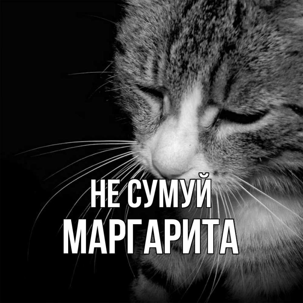 Открытка на каждый день з підписом, Маргарита Не сумуй грустный котик Прикольна листівка з побажанням онлайн скачати безкоштовно 