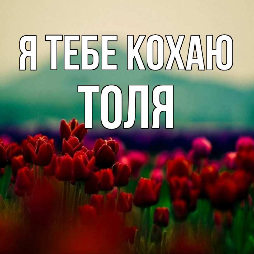 Открытка на каждый день з підписом, Толя Я тебе кохаю тюльпаны 4 Прикольна листівка з побажанням онлайн скачати безкоштовно 