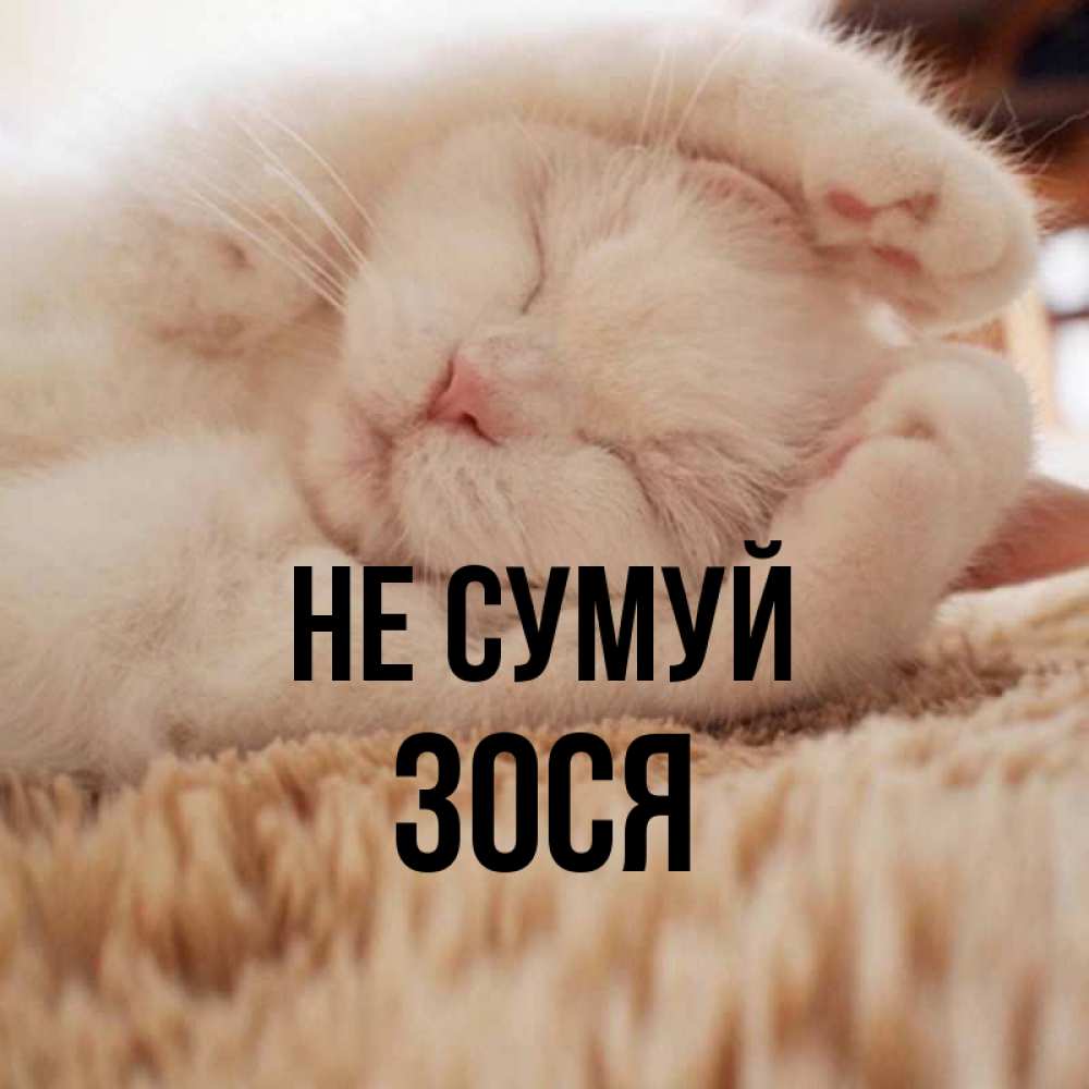 Открытка на каждый день з підписом, Зося Не сумуй Котенок спит Прикольна листівка з побажанням онлайн скачати безкоштовно 