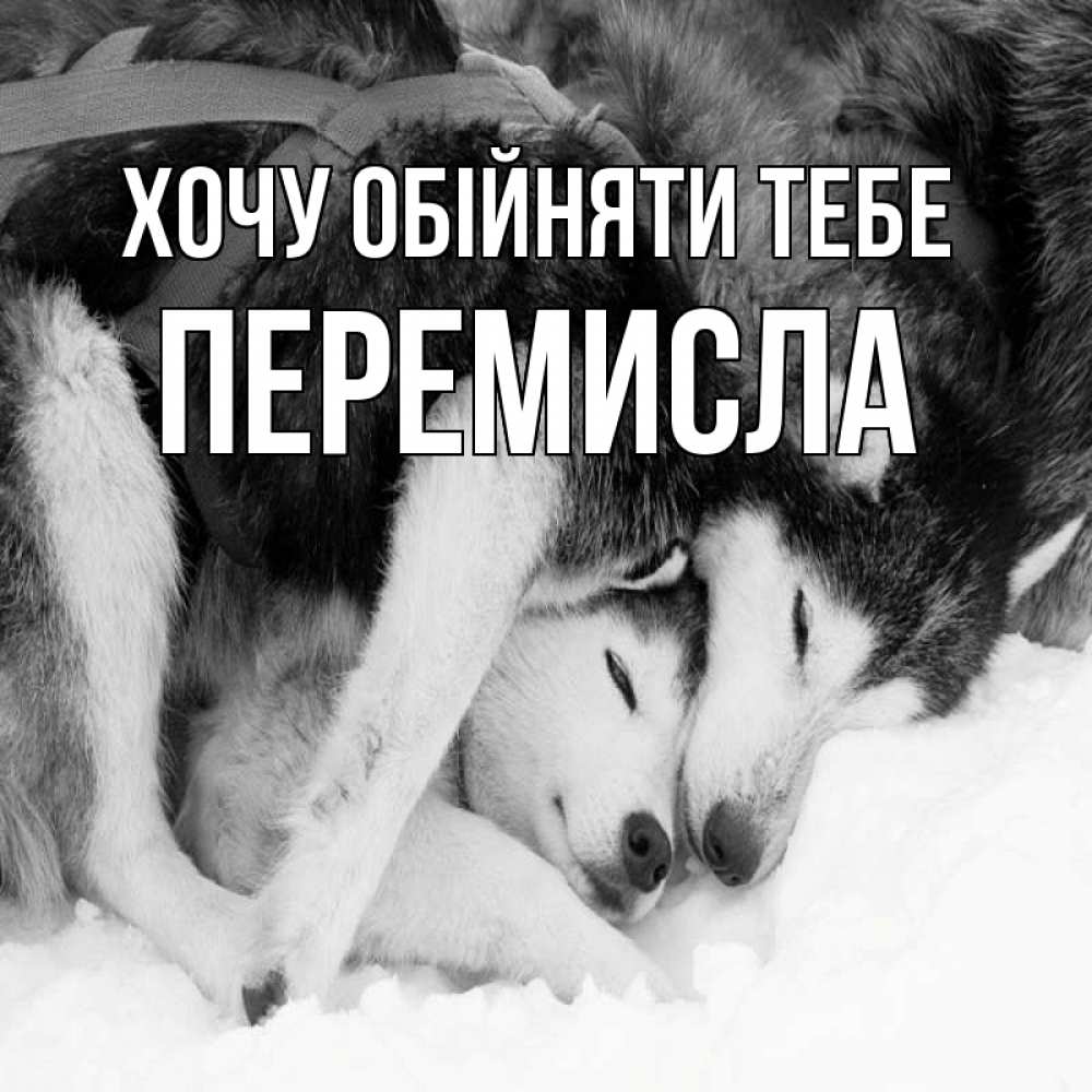 Открытка на каждый день з підписом, Перемисла Хочу обійняти тебе собачки в упряжке Прикольна листівка з побажанням онлайн скачати безкоштовно 