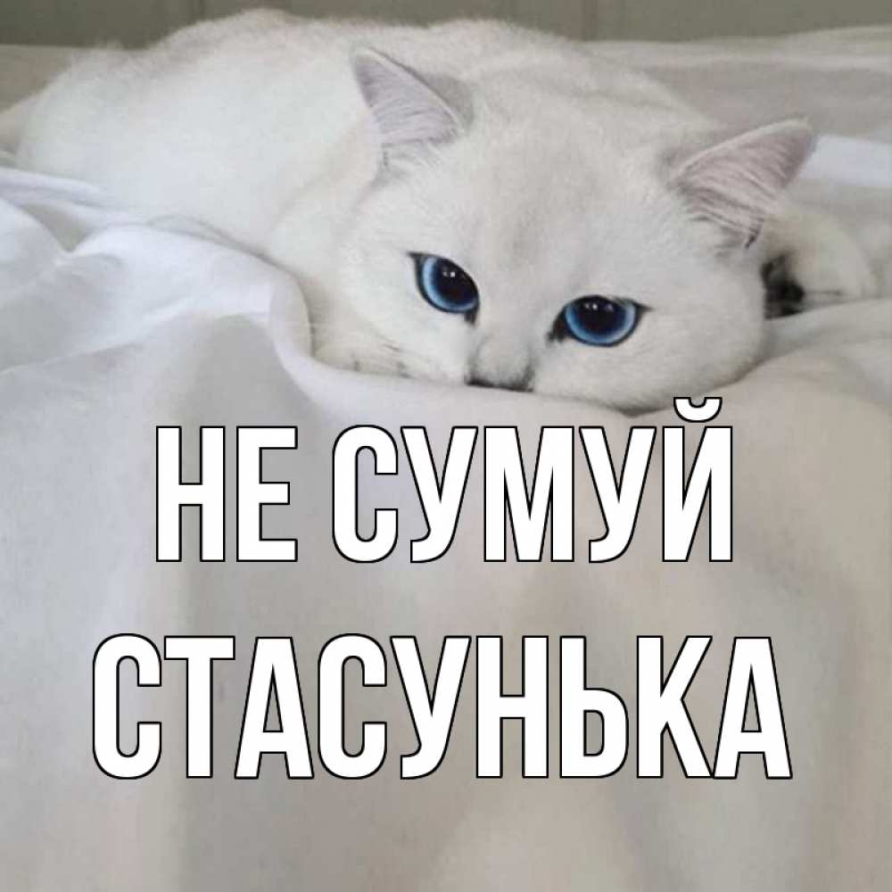 Открытка на каждый день з підписом, Стасунька Не сумуй белый кот с голубыми глазами на белоснежной кровати Прикольна листівка з побажанням онлайн скачати безкоштовно 