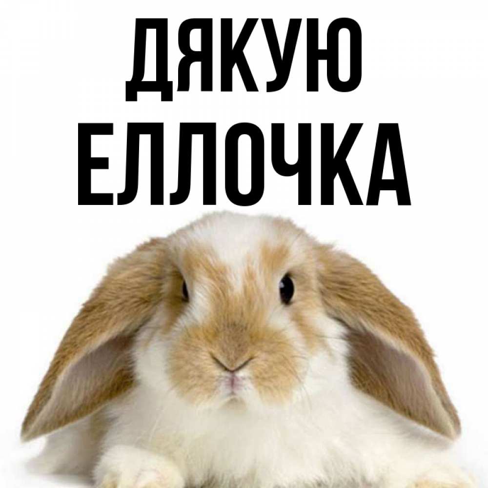 Открытка на каждый день з підписом, Еллочка Дякую коричнево белый заяц Прикольна листівка з побажанням онлайн скачати безкоштовно 