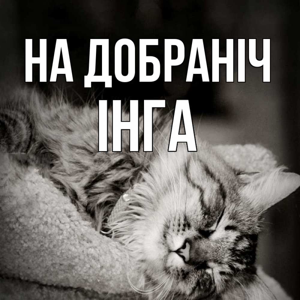 Открытка на каждый день з підписом, Інга На добраніч котярик пушистый Прикольна листівка з побажанням онлайн скачати безкоштовно 