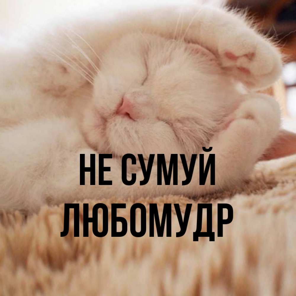 Открытка на каждый день з підписом, Любомудр Не сумуй Котенок спит Прикольна листівка з побажанням онлайн скачати безкоштовно 