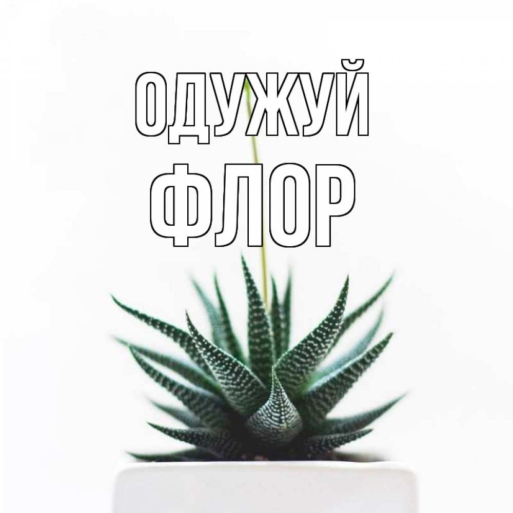 Открытка на каждый день з підписом, Флор Одужуй короче это непонятная колючка Прикольна листівка з побажанням онлайн скачати безкоштовно 
