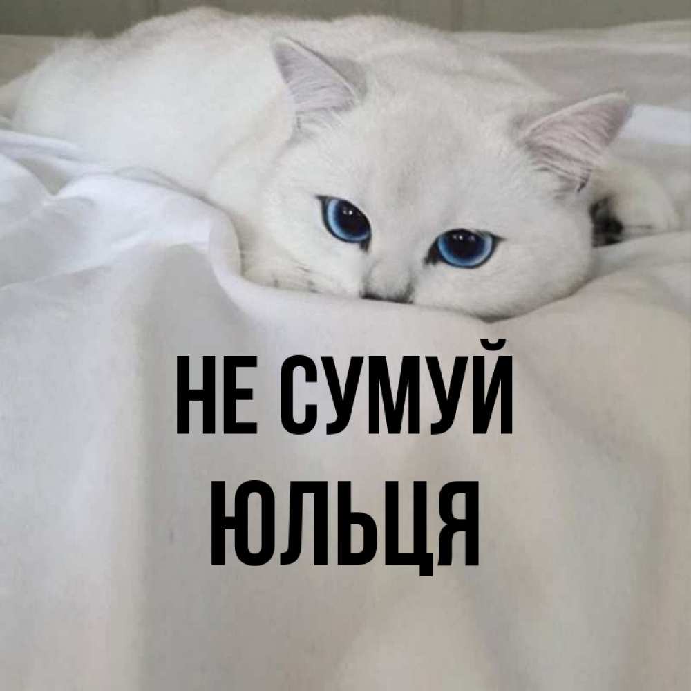 Открытка на каждый день з підписом, Юльця Не сумуй Голубоглазая кошка Прикольна листівка з побажанням онлайн скачати безкоштовно 