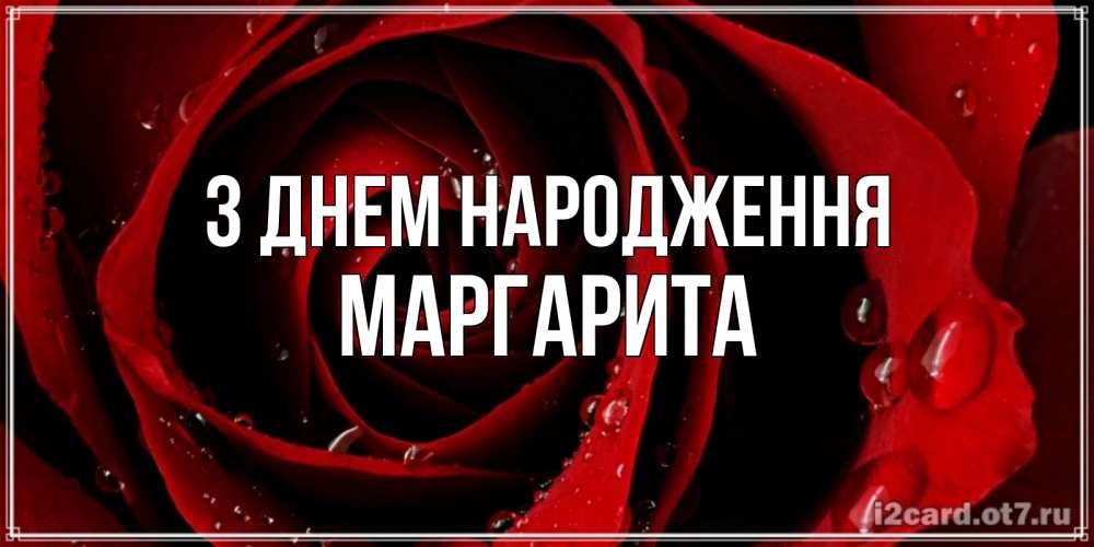Открытка на каждый день з підписом, Маргарита З Днем народження крупная бордовая роза Прикольна листівка з побажанням онлайн скачати безкоштовно 