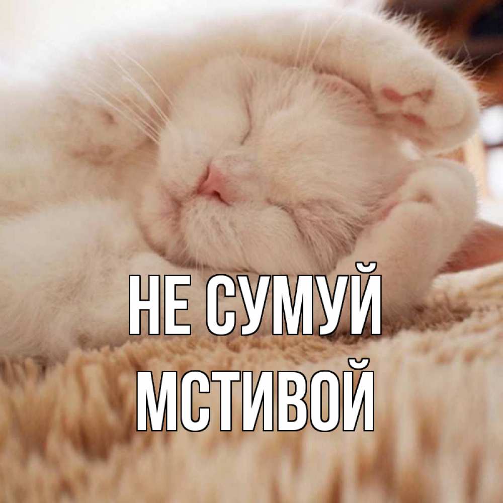 Открытка на каждый день з підписом, Мстивой Не сумуй белый кот Прикольна листівка з побажанням онлайн скачати безкоштовно 