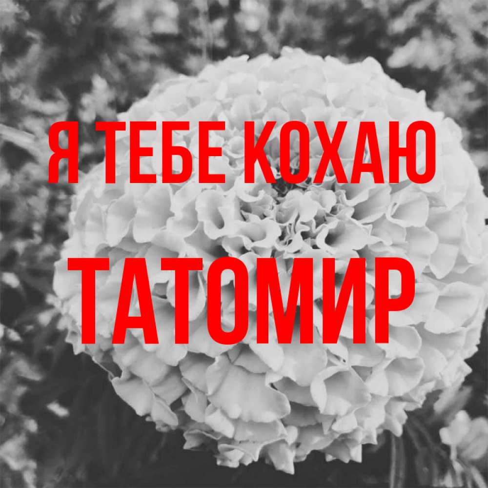 Открытка на каждый день з підписом, Татомир Я тебе кохаю подпись Прикольна листівка з побажанням онлайн скачати безкоштовно 