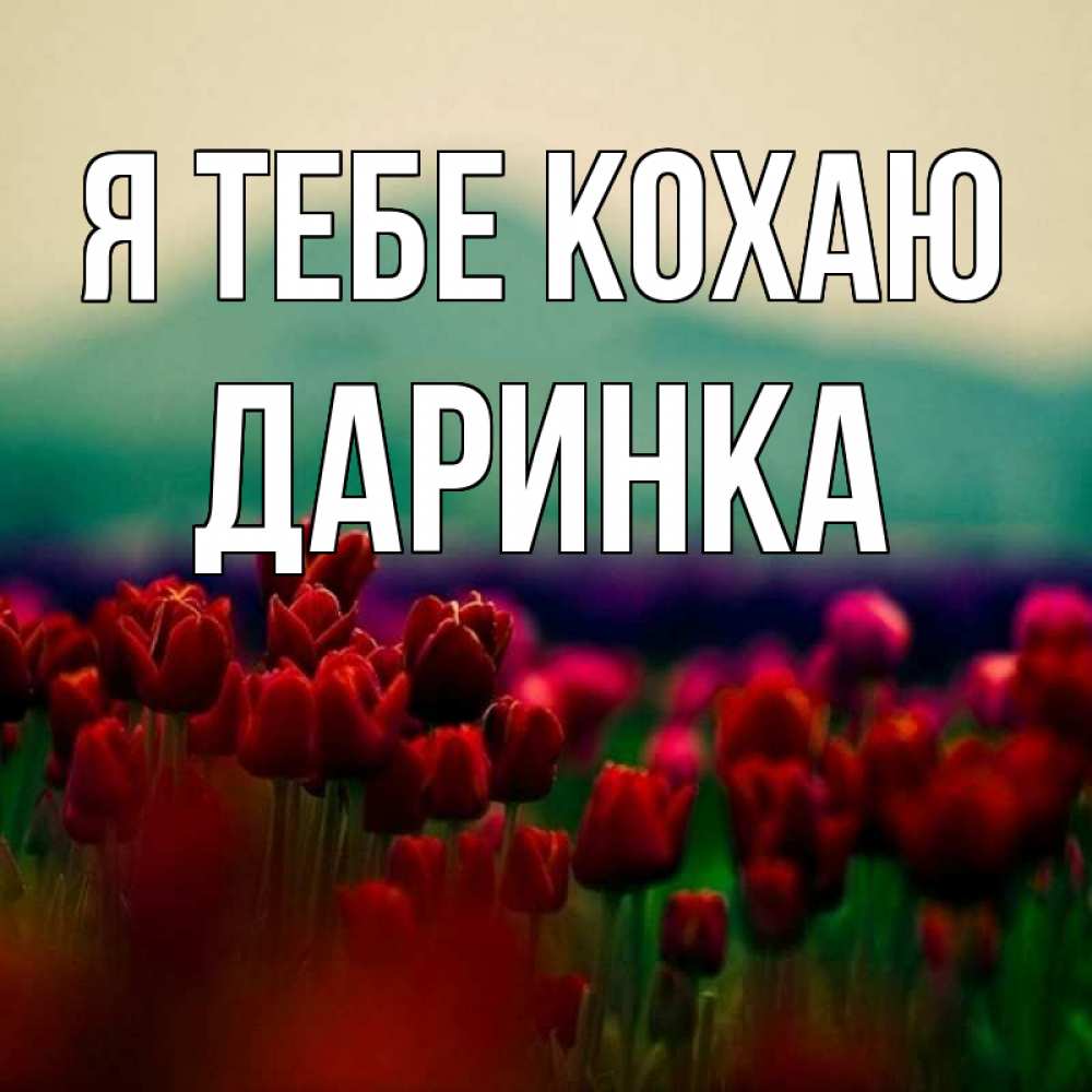 Открытка на каждый день з підписом, Даринка Я тебе кохаю тюльпаны 4 Прикольна листівка з побажанням онлайн скачати безкоштовно 