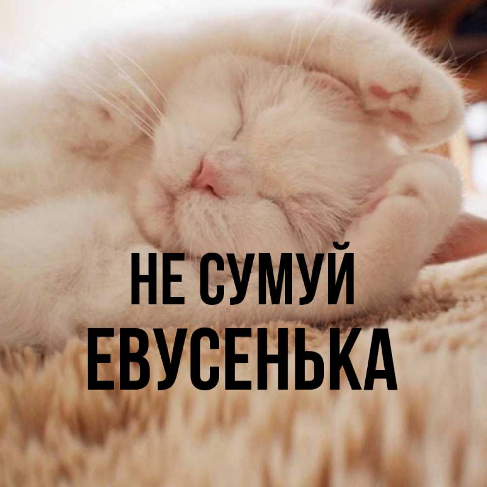Открытка на каждый день з підписом, Евусенька Не сумуй Котенок спит Прикольна листівка з побажанням онлайн скачати безкоштовно 