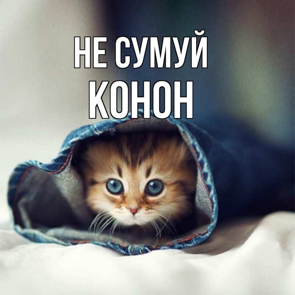 Открытка на каждый день з підписом, Конон Не сумуй рыжик котик Прикольна листівка з побажанням онлайн скачати безкоштовно 