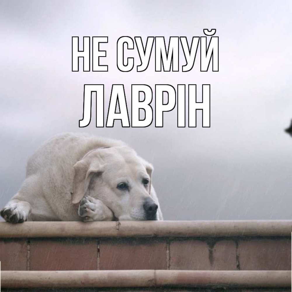Открытка на каждый день з підписом, Лаврін Не сумуй белый пес 1 Прикольна листівка з побажанням онлайн скачати безкоштовно 