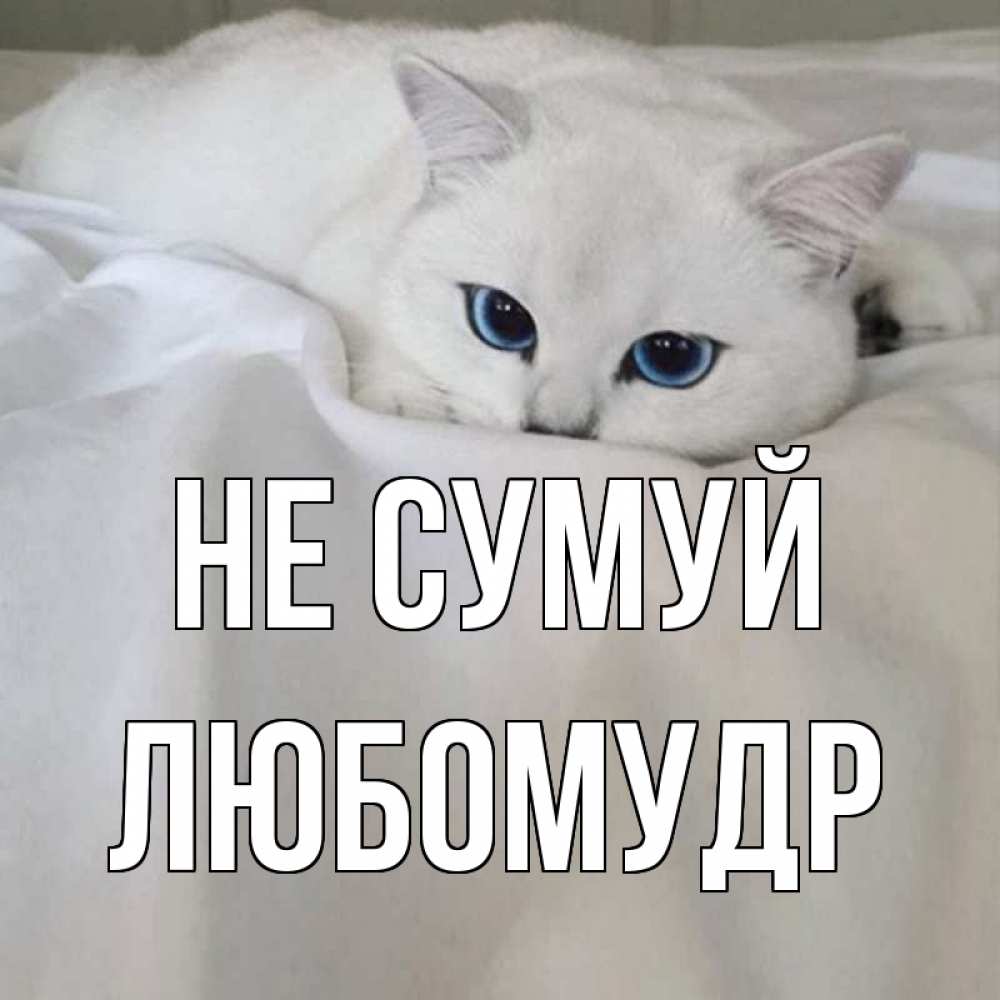 Открытка на каждый день з підписом, Любомудр Не сумуй белый кот с голубыми глазами на белоснежной кровати Прикольна листівка з побажанням онлайн скачати безкоштовно 