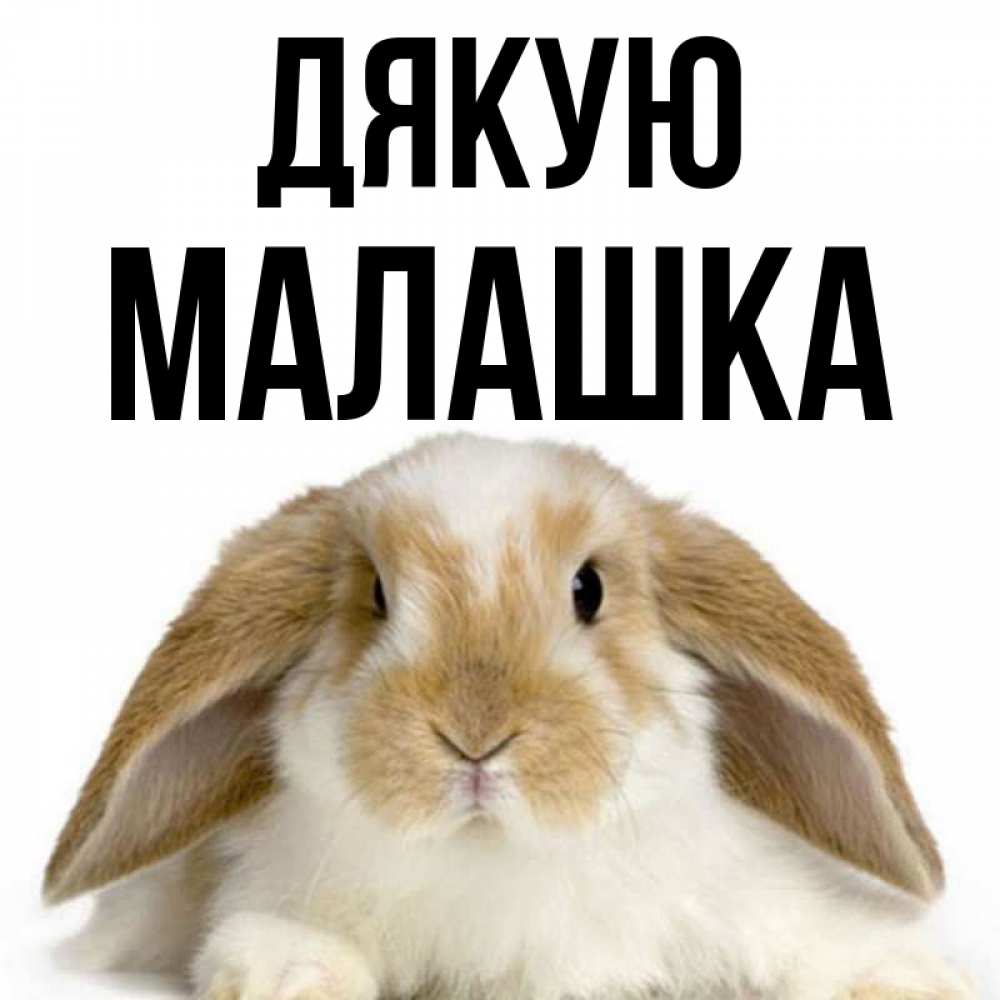 Открытка на каждый день з підписом, Малашка Дякую коричнево белый заяц Прикольна листівка з побажанням онлайн скачати безкоштовно 