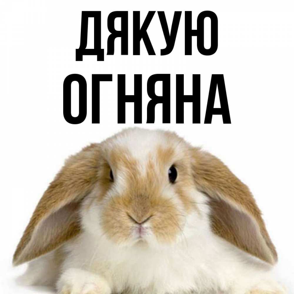 Открытка на каждый день з підписом, Огняна Дякую коричнево белый заяц Прикольна листівка з побажанням онлайн скачати безкоштовно 