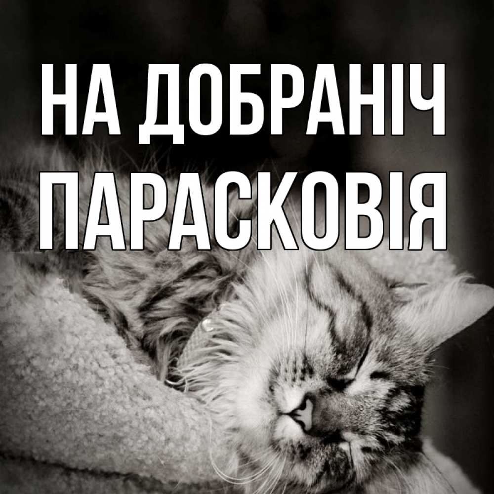 Открытка на каждый день з підписом, Парасковія На добраніч котярик пушистый Прикольна листівка з побажанням онлайн скачати безкоштовно 
