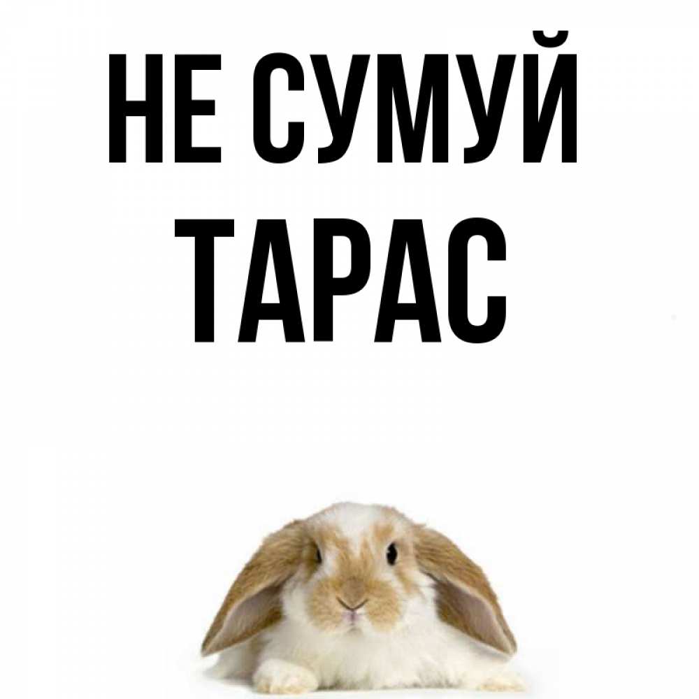 Открытка на каждый день з підписом, Тарас Не сумуй коричнево белый заяц с большими ушками Прикольна листівка з побажанням онлайн скачати безкоштовно 