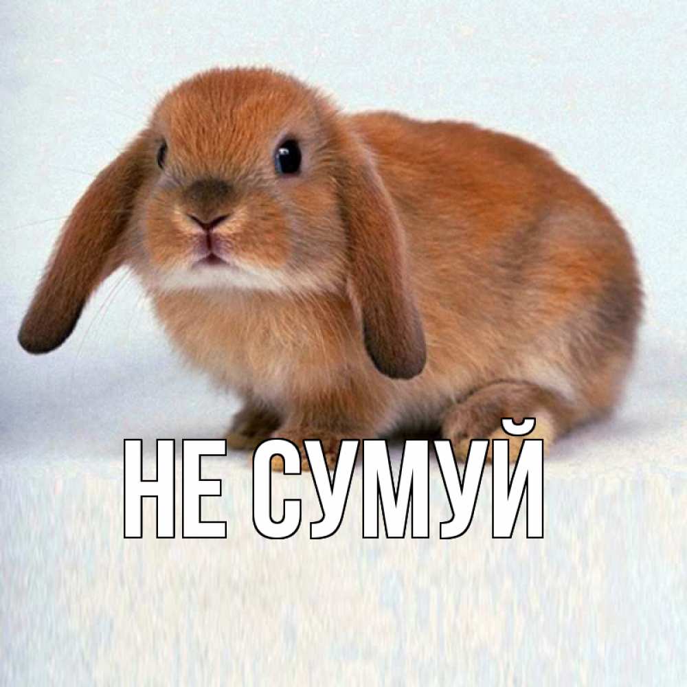 Открытка на каждый день з підписом, выберите-имя Не сумуй вислоухий рыжий кролик Прикольна листівка з побажанням онлайн скачати безкоштовно 