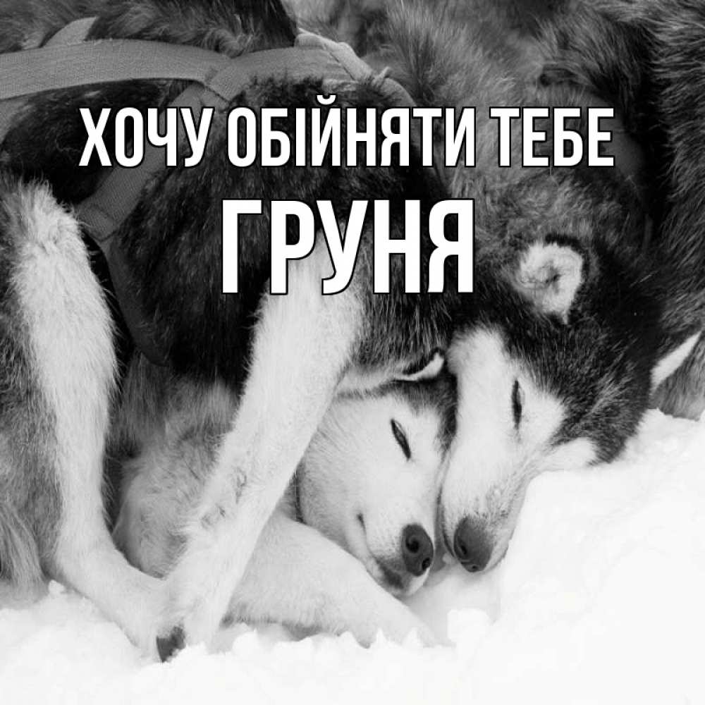 Открытка на каждый день з підписом, Груня Хочу обійняти тебе собачки в упряжке Прикольна листівка з побажанням онлайн скачати безкоштовно 