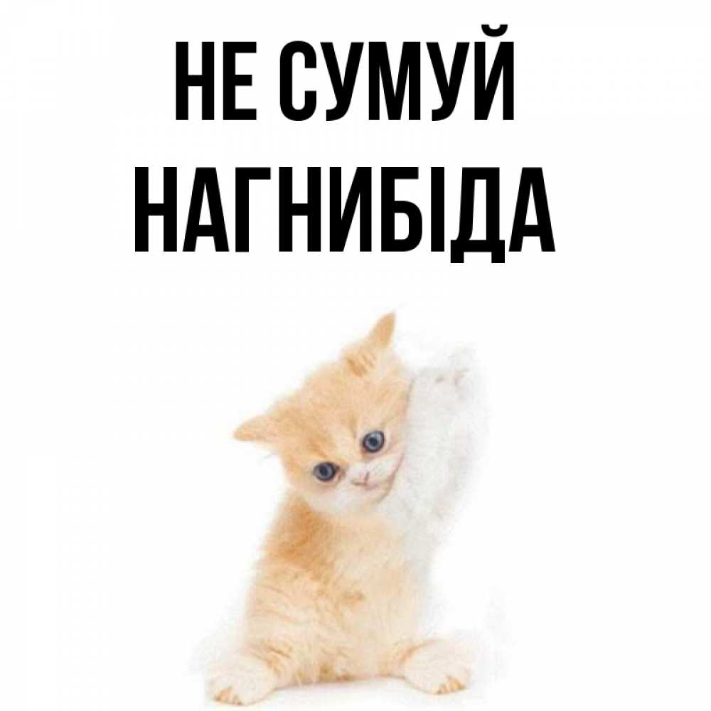 Открытка на каждый день з підписом, Нагнибіда Не сумуй просящий кот Прикольна листівка з побажанням онлайн скачати безкоштовно 