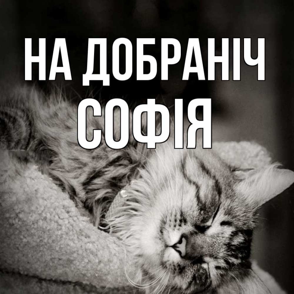 Открытка на каждый день з підписом, Софія На добраніч котярик пушистый Прикольна листівка з побажанням онлайн скачати безкоштовно 