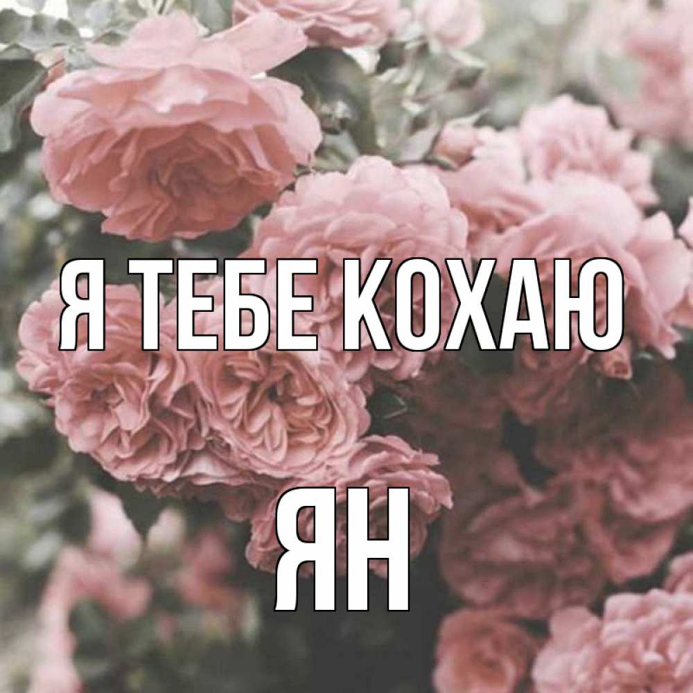 Открытка на каждый день з підписом, Ян Я тебе кохаю розы 3 Прикольна листівка з побажанням онлайн скачати безкоштовно 