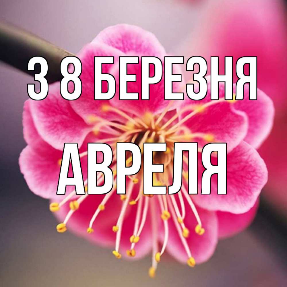 Открытка на каждый день з підписом, Авреля З 8 БЕРЕЗНЯ цветы Прикольна листівка з побажанням онлайн скачати безкоштовно 