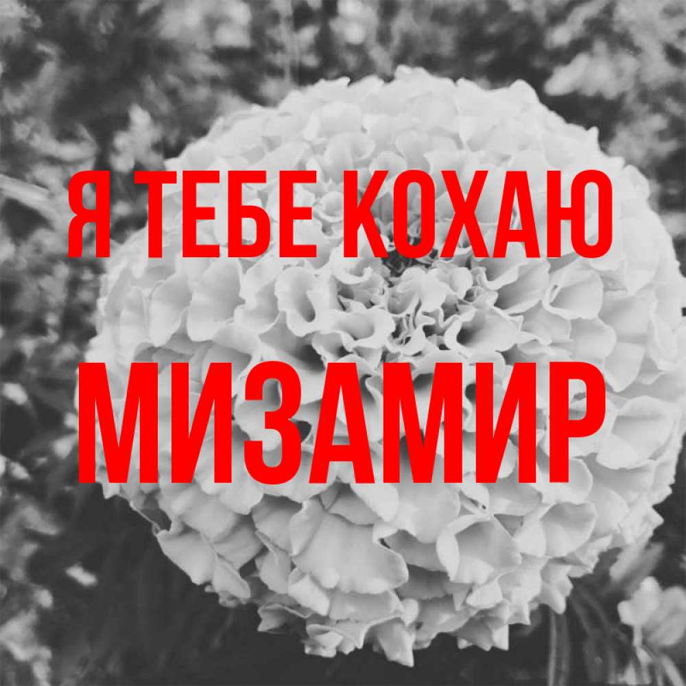 Открытка на каждый день з підписом, Мизамир Я тебе кохаю подпись Прикольна листівка з побажанням онлайн скачати безкоштовно 