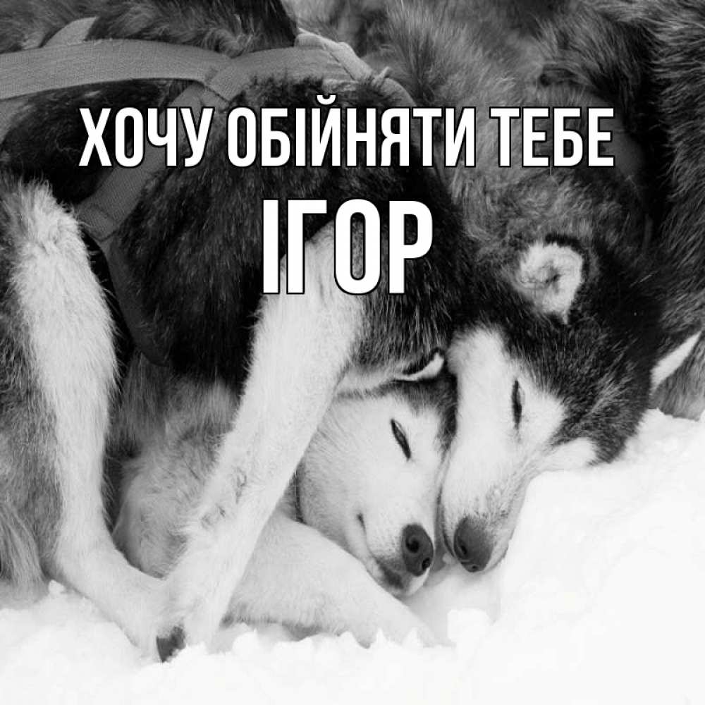 Открытка на каждый день з підписом, Ігор Хочу обійняти тебе собачки в упряжке Прикольна листівка з побажанням онлайн скачати безкоштовно 