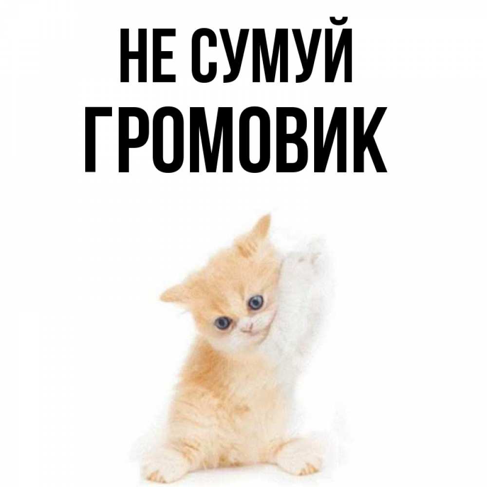 Открытка на каждый день з підписом, Громовик Не сумуй просящий кот Прикольна листівка з побажанням онлайн скачати безкоштовно 