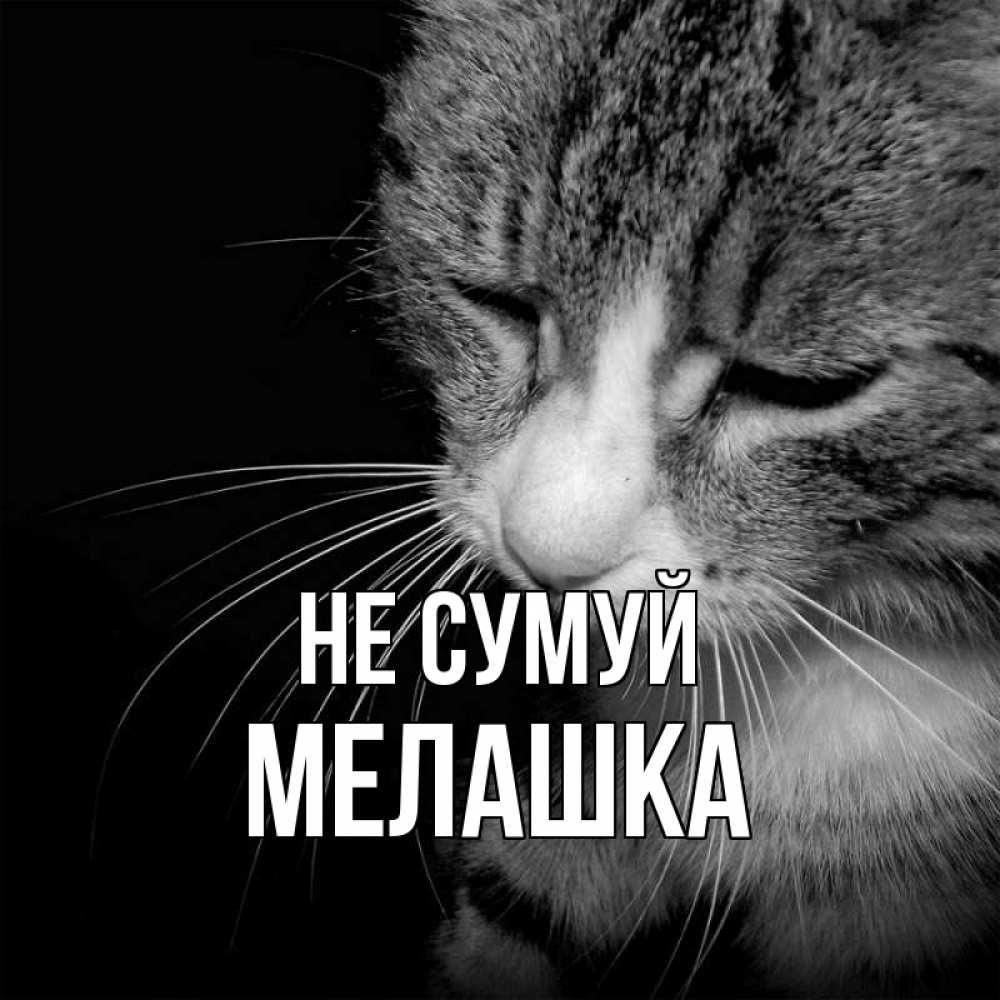 Открытка на каждый день з підписом, Мелашка Не сумуй грустный котик Прикольна листівка з побажанням онлайн скачати безкоштовно 