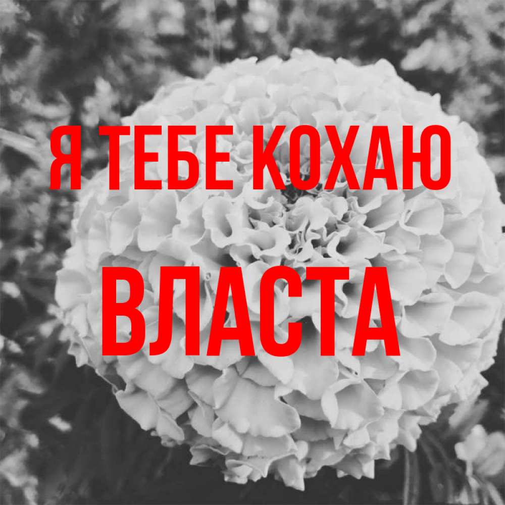 Открытка на каждый день з підписом, Власта Я тебе кохаю подпись Прикольна листівка з побажанням онлайн скачати безкоштовно 
