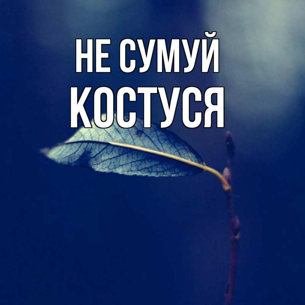 Открытка на каждый день з підписом, Костуся Не сумуй растение Прикольна листівка з побажанням онлайн скачати безкоштовно 