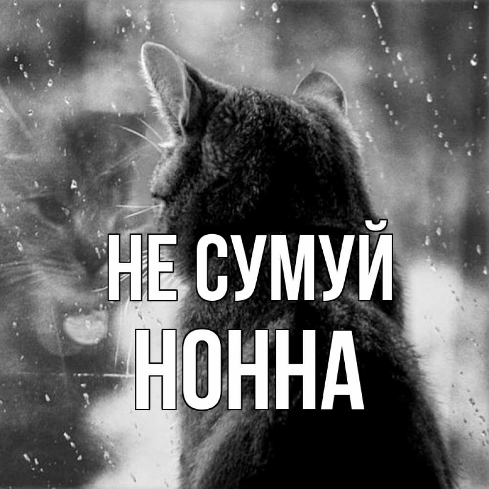 Открытка на каждый день з підписом, Нонна Не сумуй отражение кота 1 Прикольна листівка з побажанням онлайн скачати безкоштовно 
