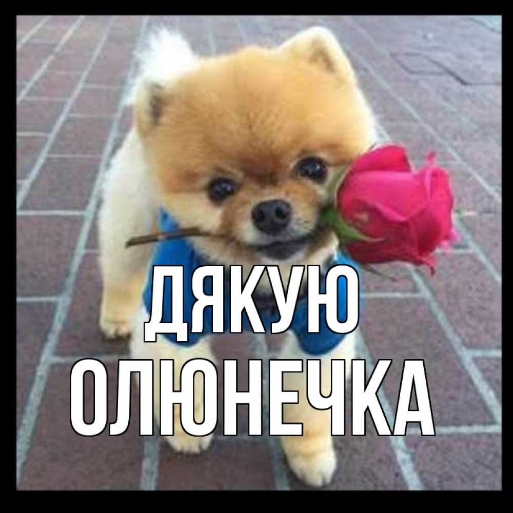 Открытка на каждый день з підписом, Олюнечка Дякую спасибо и дарю тебе цветок Прикольна листівка з побажанням онлайн скачати безкоштовно 