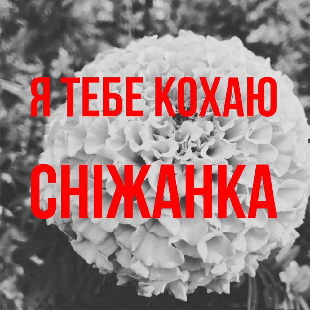 Открытка на каждый день з підписом, Сніжанка Я тебе кохаю подпись Прикольна листівка з побажанням онлайн скачати безкоштовно 